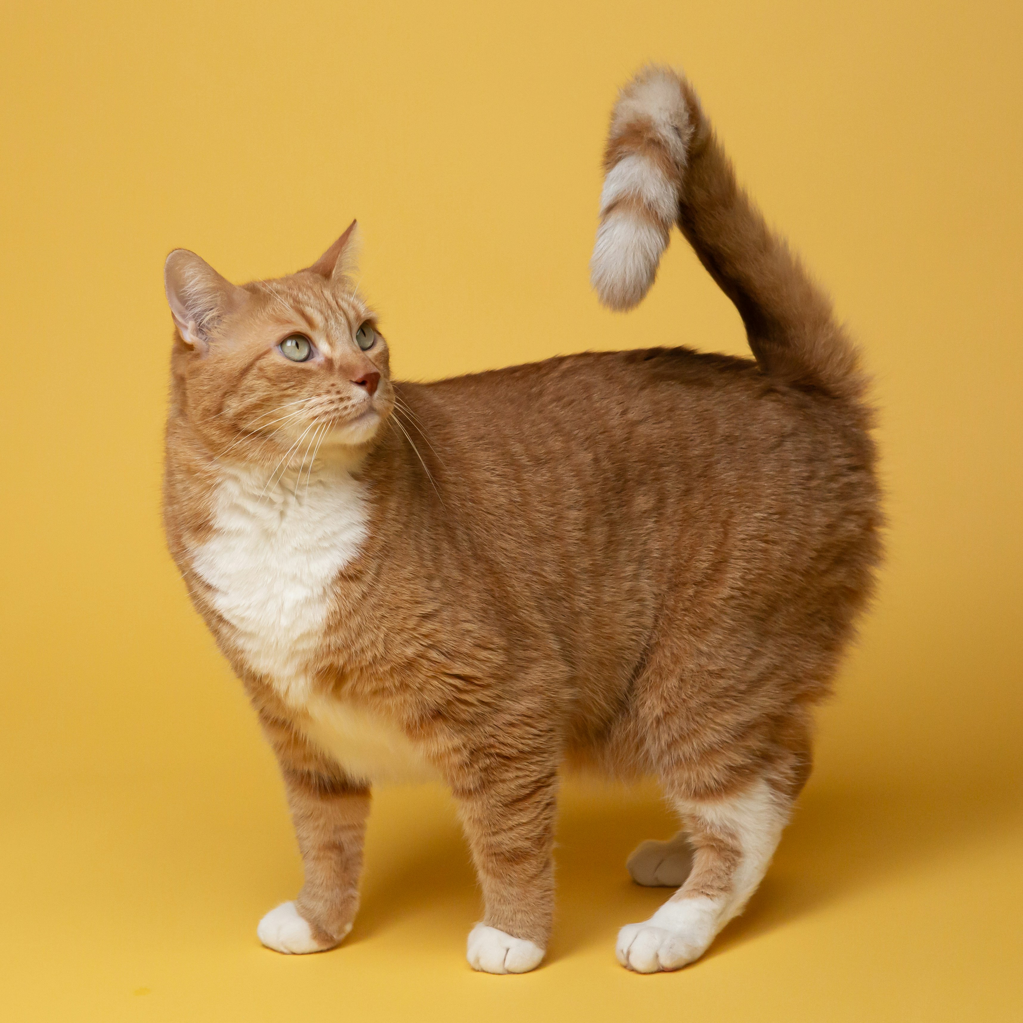 Orange tabby cat on yellow surface.jpg